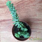 Collecion de Fer Torres