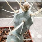 Collecion de Fer Torres