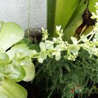 Collecion de Fer Torres