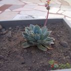 Collecion de Firmamento