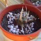 Collecion de Fraaan