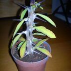 Euphorbia milii var. milii