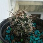 Collecion de Franco2014