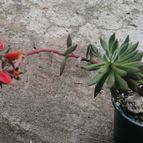 Collecion de FridaS