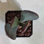 Collecion de GP33