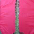 Collecion de GUSTAVO-PLACIDI