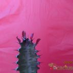 Collecion de GUSTAVO-PLACIDI