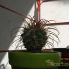 Collecion de GUSTAVO-PLACIDI
