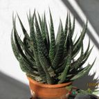Collecion de GUSTAVO-PLACIDI