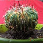 Collecion de GUSTAVO-PLACIDI
