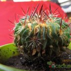 Collecion de GUSTAVO-PLACIDI