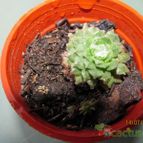 Collecion de GUSTAVO-PLACIDI