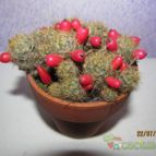 Collecion de GUSTAVO-PLACIDI