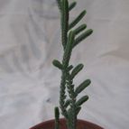 Collecion de GUSTAVO-PLACIDI