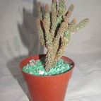 Collecion de GUSTAVO-PLACIDI