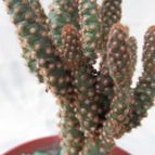 Collecion de GUSTAVO-PLACIDI
