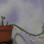 Collecion de GUSTAVO-PLACIDI