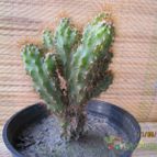 Collecion de GUSTAVO-PLACIDI