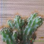 Collecion de GUSTAVO-PLACIDI