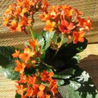 Collecion de GUSTAVO-PLACIDI