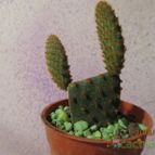Collecion de GUSTAVO-PLACIDI