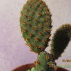 Collecion de GUSTAVO-PLACIDI