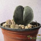 Collecion de GUSTAVO-PLACIDI