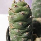 Collecion de GUSTAVO-PLACIDI