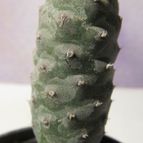 Collecion de GUSTAVO-PLACIDI