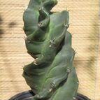 Collecion de GUSTAVO-PLACIDI
