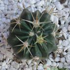 Ferocactus recurvus
