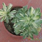 Aeonium castello-paivae fma. variegada