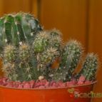 Collecion de Gabi25