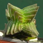 Crassula capitella ssp. thyrsiflora 