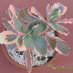 Collecion de Gabi25