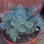 Collecion de Gabi25