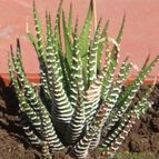 Collecion de Gabi25