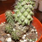 Copiapoa humilis
