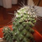 Collecion de Gabus