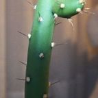 Collecion de Gabus