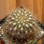 Collecion de Gabus