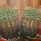 Collecion de Gabus
