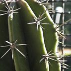 Stenocereus stellatus