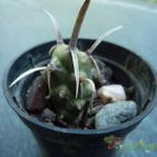 Tephrocactus articulatus fma. papyracanthus