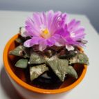 Ariocarpus retusus