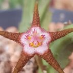 Stapelia flavopurpurea