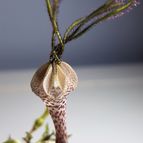 Ceropegia simoneae