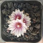 Collecion de GeoDuran