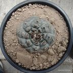 Collecion de GeoDuran