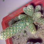 Collecion de Georlain